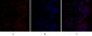 Bcl-x Polyclonal Antibody